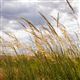 Arable Reversion, Grassland Recreation Mix (CAHL4)